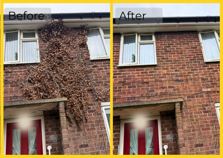 Ivy removal before and after of Ivy removal work from the face of a house