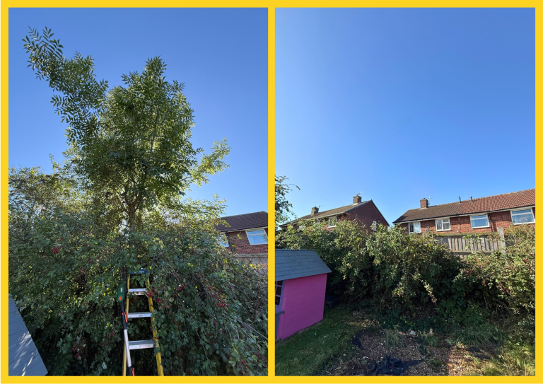 Tree removal Before and after a removal of a medium sized Ash tree